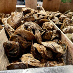 A selection of oysters at a seafood market