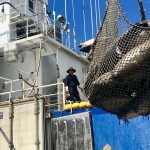 A fishing vessel unloading a net full of tuna