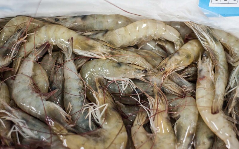 Farm-raised Ecuadorian shrimp