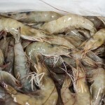 Farm-raised Ecuadorian shrimp