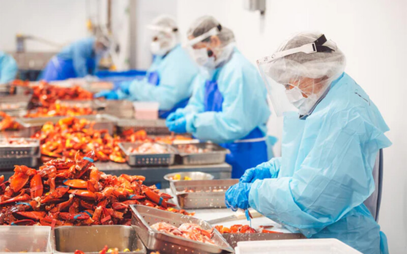 Workers in a Luke's Lobster lobster processing facility
