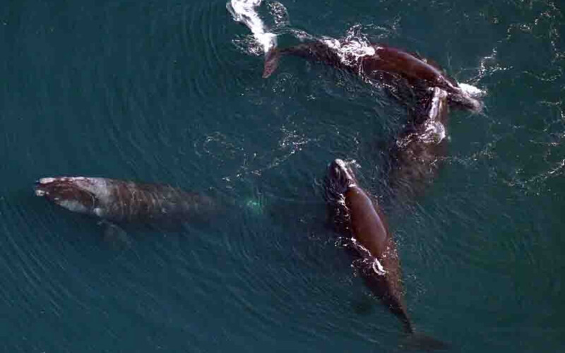 Four North Atlantic right whales swimming together