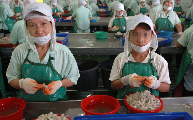 Migrant laborers, some underage, working in a Thai shrimp-peeling facility.