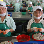 Migrant laborers, some underage, working in a Thai shrimp-peeling facility.