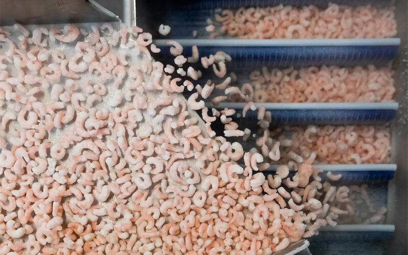 Sykes Seafood's shrimp processing equipment