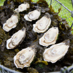 Bells Isle oysters