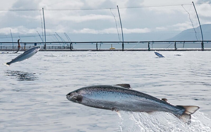 Salmon jumping in an Icelandic Salmon net pen
