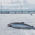 Salmon jumping in an Icelandic Salmon net pen