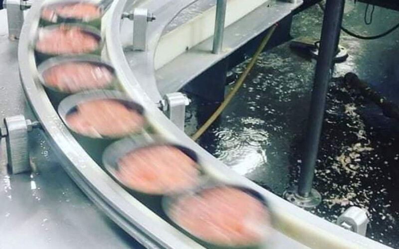 Canned salmon on the production line