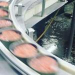 Canned salmon on the production line