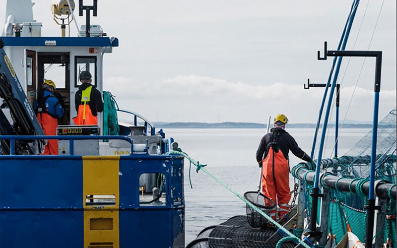 SalMar workers inspecting a net pen