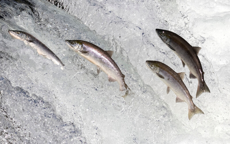 Salmon leaping from the water in Alaska