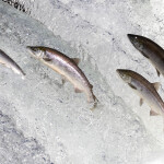 Salmon leaping from the water in Alaska