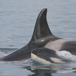 A dorsal fin of an orca
