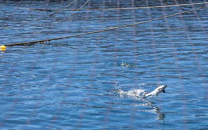 A fish jumping within one of Salmones Camanchaca's net pens