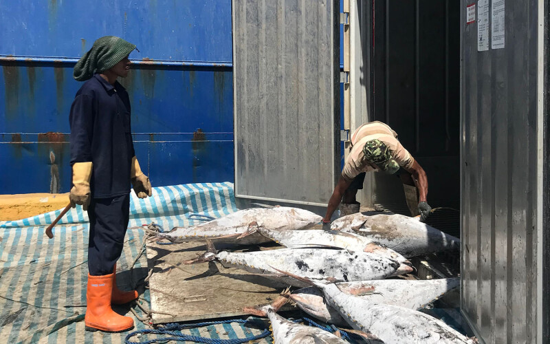 Workers at a pier handling frozen yellowfin tuna