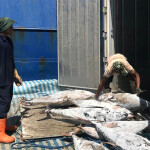 Workers at a pier handling frozen yellowfin tuna