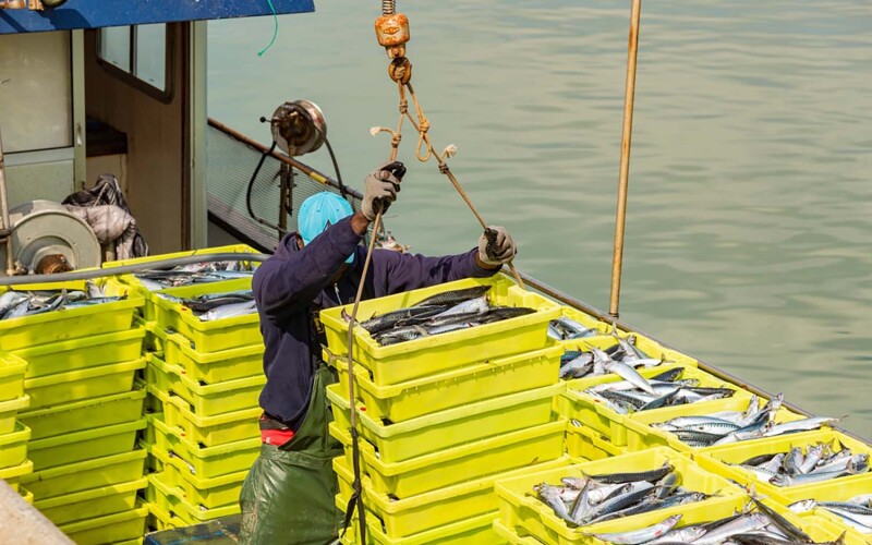 A mackerel fisherman offloading his catch at the harbor