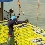 A mackerel fisherman offloading his catch at the harbor