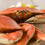 Cooked Dungeness crab