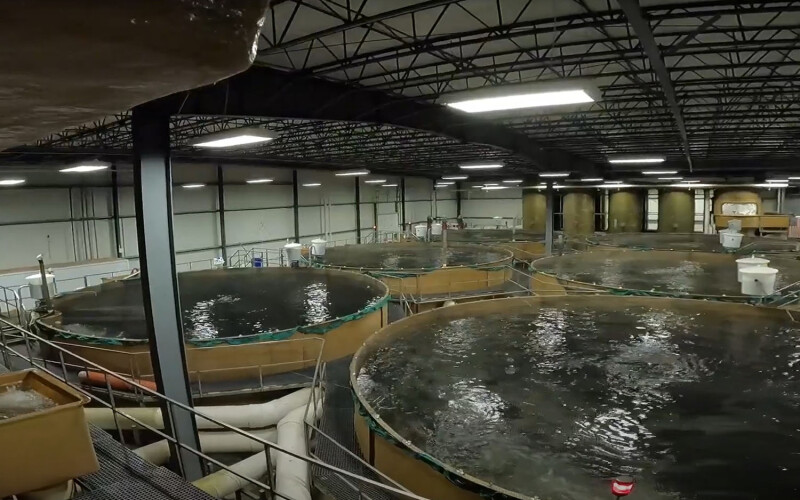 The inside of AquaBounty's Indiana-based RAS facility