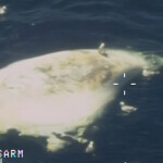 An aerial surveillance photograph of a dead North Atlantic right whale found off the coast of Nova Scotia, Canada
