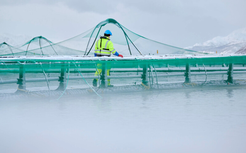 A Grieg employee working at a farm in the Norwegian region of Finnmark