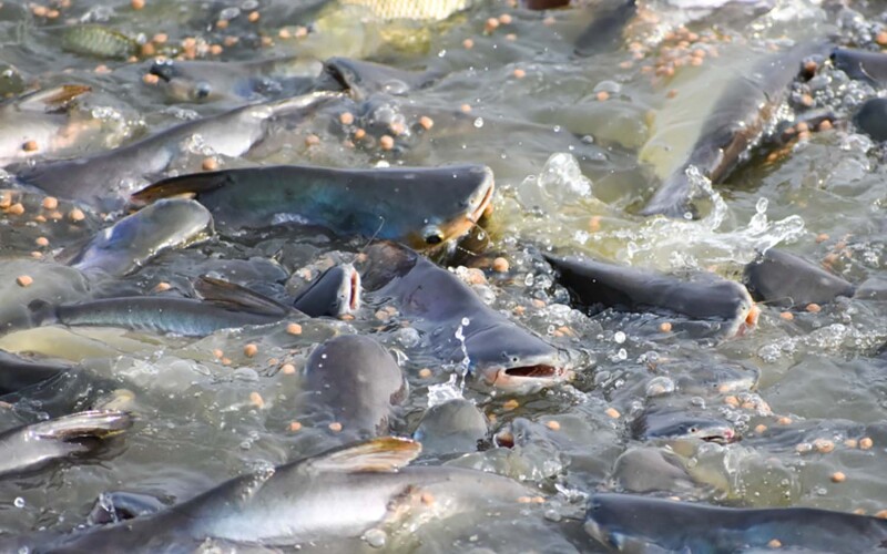 Pangasius being fed in a pen