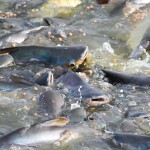 Pangasius being fed in a pen