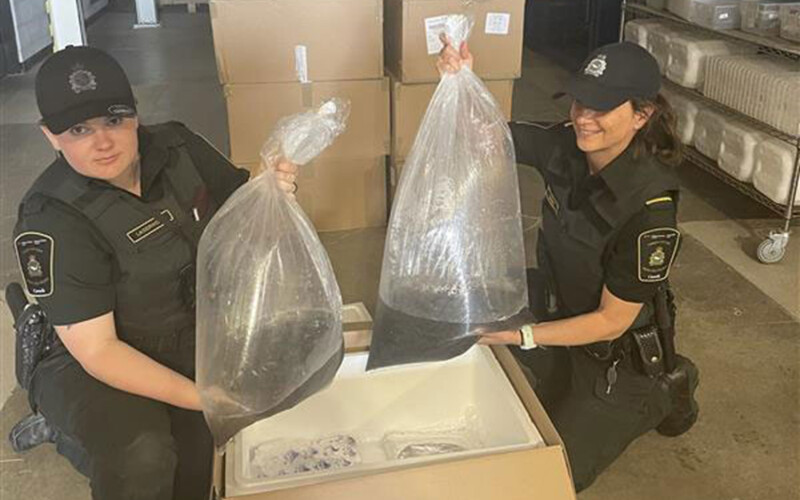 Two Canadian officers posing with bags of smuggled elvers