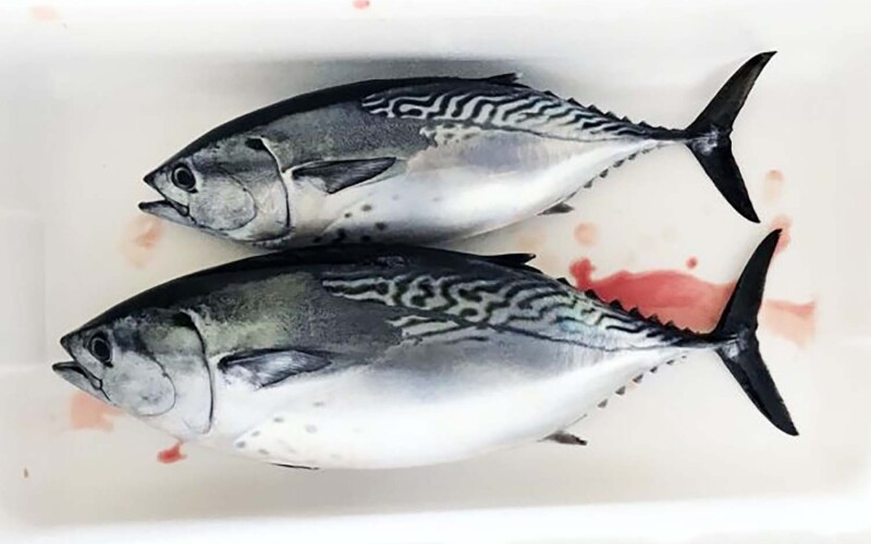 Farm-raised eastern little tuna bred by Ehime University