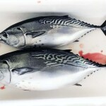 Farm-raised eastern little tuna bred by Ehime University