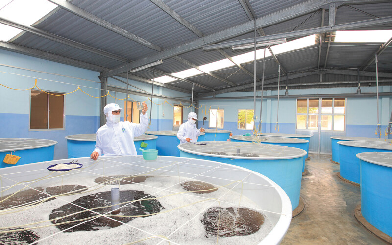 Employees working at a Minh Phu-owned hatchery