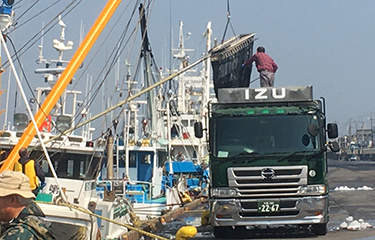 Mackerel shortage, sardine bounty forcing sales strategy shift in Japan - Vimarsana News
