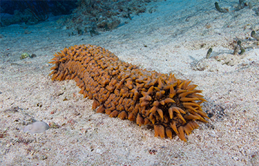 Seychelles' sea cucumber populations declining | SeafoodSource