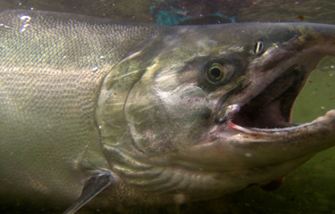 Chemical in car tires found to kill salmon | SeafoodSource