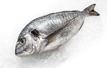 Indian institute introduces hatchery technology for black sea bream