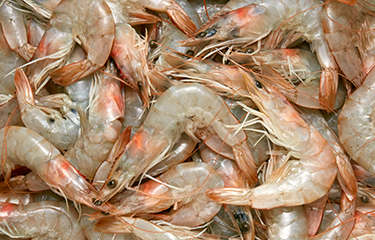 Shrimp production hit hard by COVID-19 in 2020, Ecuador takes top spot ...