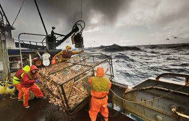 Surveys portend bad season ahead for Bering Sea crabbers | SeafoodSource